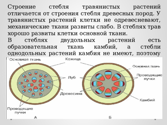 Строение стебля презентация 6 класс