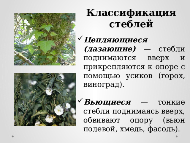 Классификация стеблей Цепляющиеся (лазающие) — стебли поднимаются вверх и прикрепляются к опоре с помощью усиков (горох, виноград). Вьющиеся — тонкие стебли поднимаясь вверх, обвивают опору (вьюн полевой, хмель, фасоль). 