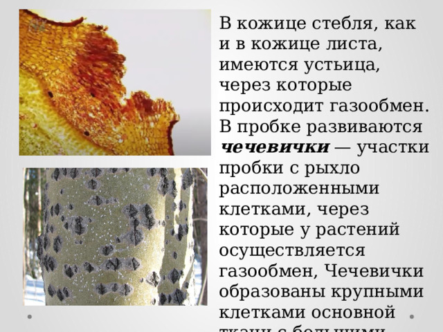 В кожице стебля, как и в кожице листа, имеются устьица, через которые происходит газообмен. В пробке развиваются чечевички — участки пробки с рыхло расположенными клетками, через которые у растений осуществляется газообмен, Чечевички образованы крупными клетками основной ткани с большими межклетниками. 