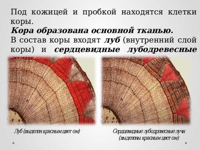 Между древесиной и лубом располагается камбий