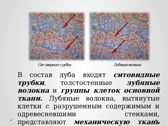 В состав луба входят ситовидные трубки , толстостенные лубяные волокна и группы клеток основной ткани. Лубяные волокна, вытянутые клетки с разрушенным содержимым и одревесневшими стенками, представляют механическую ткань стебля . 
