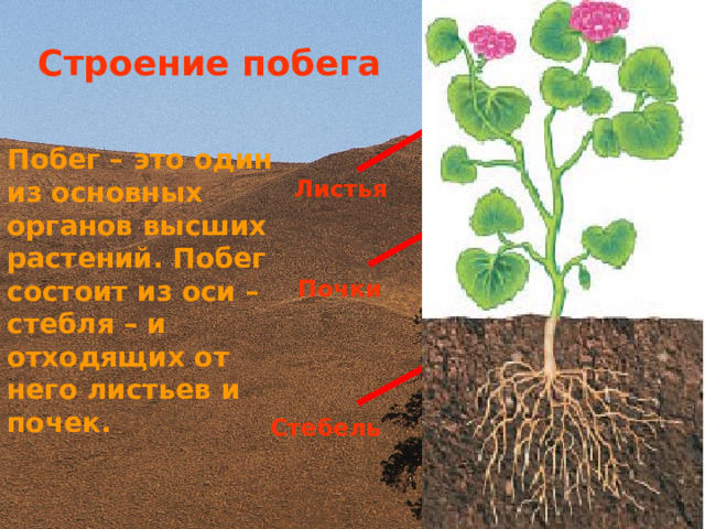 Строение побега Побег – это один из основных органов высших растений. Побег состоит из оси – стебля – и отходящих от него листьев и почек. Листья Почки Стебель 