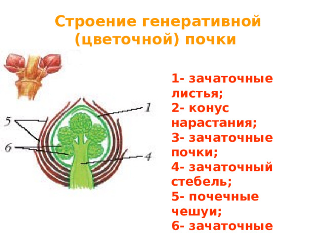 Строение генеративной (цветочной) почки  1- зачаточные листья; 2- конус нарастания; 3- зачаточные почки; 4- зачаточный стебель; 5- почечные чешуи; 6- зачаточные цветки. 