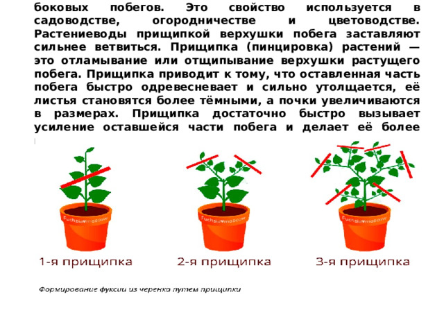  При удалении верхушечной почки образуется много боковых побегов. Это свойство используется в садоводстве, огородничестве и цветоводстве. Растениеводы прищипкой верхушки побега заставляют сильнее ветвиться. Прищипка (пинцировка) растений — это отламывание или отщипывание верхушки растущего побега. Прищипка приводит к тому, что оставленная часть побега быстро одревесневает и сильно утолщается, её листья становятся более тёмными, а почки увеличиваются в размерах. Прищипка достаточно быстро вызывает усиление оставшейся части побега и делает её более мощной. 