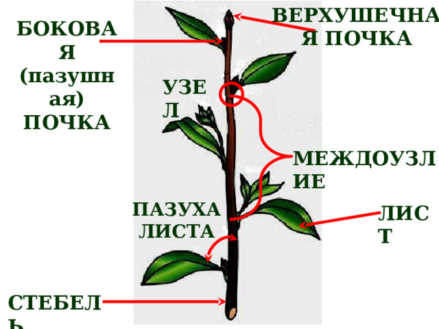 ВЕРХУШЕЧНАЯ ПОЧКА БОКОВАЯ (пазушная) ПОЧКА УЗЕЛ МЕЖДОУЗЛИЕ ПАЗУХА ЛИСТА ЛИСТ СТЕБЕЛЬ 