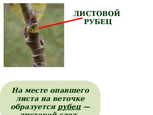 ЛИСТОВОЙ РУБЕЦ На месте опавшего листа на веточке образуется рубец — листовой след . 