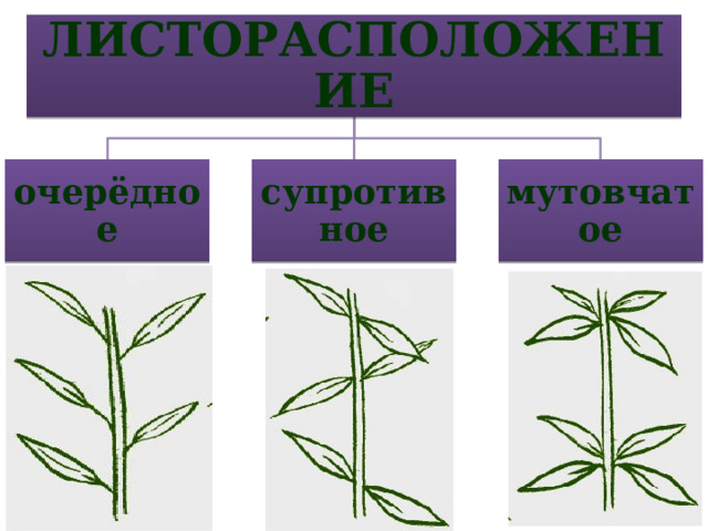 ЛИСТОРАСПОЛОЖЕНИЕ очерёдное супротивное мутовчатое 