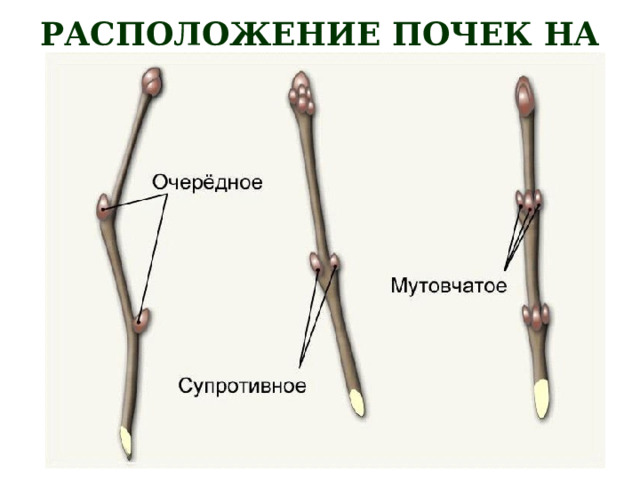 РАСПОЛОЖЕНИЕ ПОЧЕК НА СТЕБЛЕ 