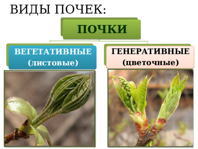 ВИДЫ ПОЧЕК: ПОЧКИ ВЕГЕТАТИВНЫЕ (листовые) ГЕНЕРАТИВНЫЕ (цветочные) 