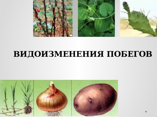 ВИДОИЗМЕНЕНИЯ ПОБЕГОВ 