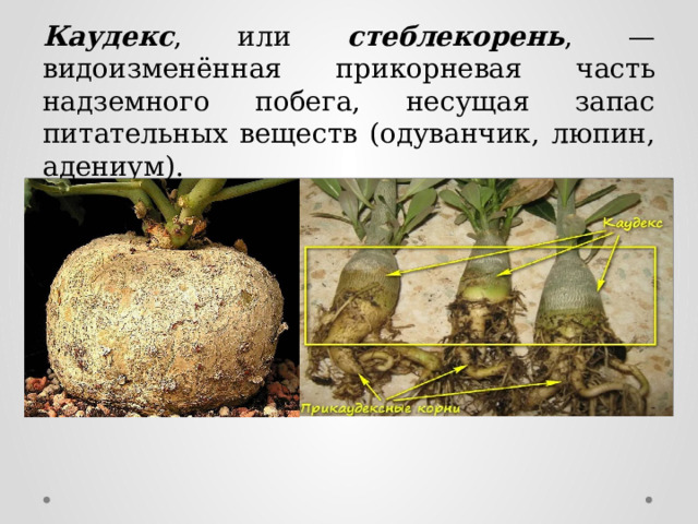 Каудекс , или стеблекорень , — видоизменённая прикорневая часть надземного побега, несущая запас питательных веществ (одуванчик, люпин, адениум). 