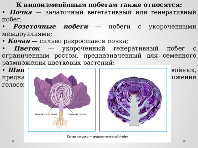 К видоизменённым побегам также относятся: • Почка — зачаточный вегетативный или генеративный побег; • Розеточные побеги  — побеги с укороченными междоузлиями; • Кочан — сильно разросшаяся почка; • Цветок — укороченный генеративный побег с ограниченным ростом, предназначенный для семенного размножения цветковых растений; • Шишка — видоизменённый укороченный побег хвойных, предназначенный для семенного размножения голосеменных растений. 