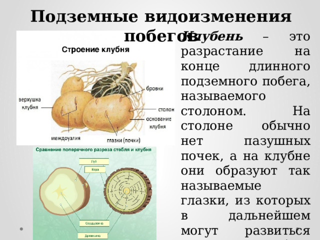 Докажите что луковица видоизмененный подземный побег 6