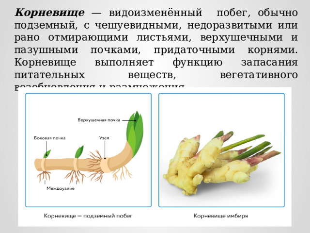 Какие органы изображены на рисунке в чем заключается их сходство и отличие корень и корневище