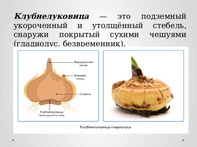Клубнелуковица — это подземный укороченный и утолщённый стебель, снаружи покрытый сухими чешуями (гладиолус, безвременник). 