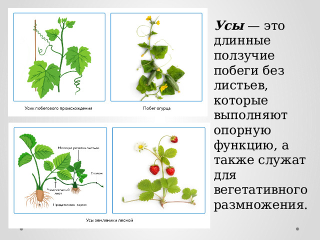 Усы — это длинные ползучие побеги без листьев, которые выполняют опорную функцию, а также служат для вегетативного размножения. 