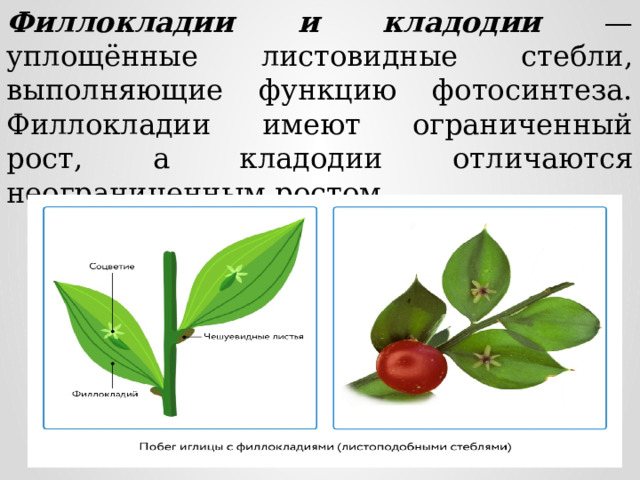 Филлокладии иглицы рисунок