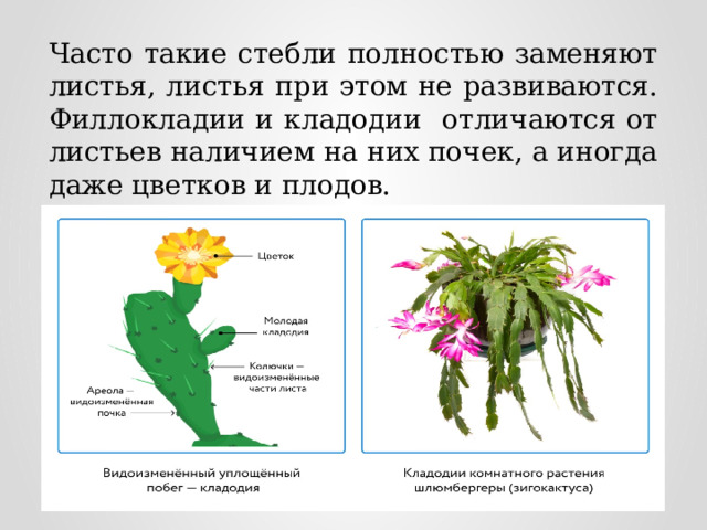 Часто такие стебли полностью заменяют листья, листья при этом не развиваются. Филлокладии и кладодии отличаются от листьев наличием на них почек, а иногда даже цветков и плодов. 