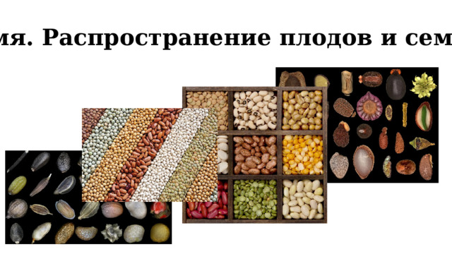 Семя. Распространение плодов и семян. 