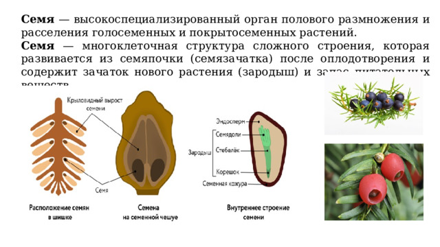 Размножение семенами