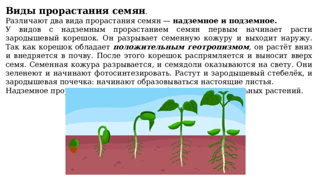 Надземное и подземное прорастание семян. Схема подземного прорастание семян. Типы прорастания семян надземный и подземный.