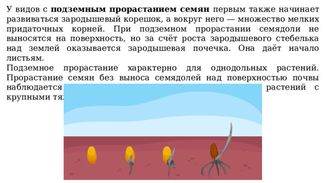 У видов с подземным прорастанием семян первым также начинает развиваться зародышевый корешок, а вокруг него — множество мелких придаточных корней. При подземном прорастании семядоли не выносятся на поверхность, но за счёт роста зародышевого стебелька над землей оказывается зародышевая почечка. Она даёт начало листьям. Подземное прорастание характерно для однодольных растений. Прорастание семян без выноса семядолей над поверхностью почвы наблюдается и у некоторых двудольных, обычно у растений с крупными тяжёлыми семядолями, например, у дуба. 