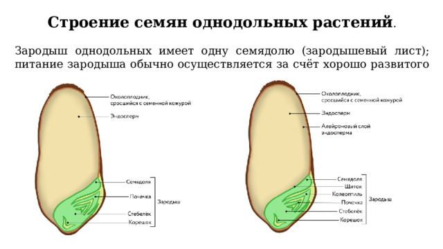 Строение семян однодольных растений . Зародыш однодольных имеет одну семядолю (зародышевый лист); питание зародыша обычно осуществляется за счёт хорошо развитого эндосперма. 