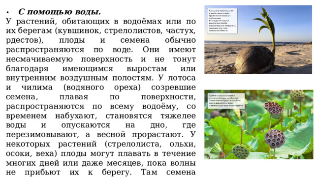 •  С помощью воды. У растений, обитающих в водоёмах или по их берегам (кувшинок, стрелолистов, частух, рдестов), плоды и семена обычно распространяются по воде. Они имеют несмачиваемую поверхность и не тонут благодаря имеющимся выростам или внутренним воздушным полостям. У лотоса и чилима (водяного ореха) созревшие семена, плавая по поверхности, распространяются по всему водоёму, со временем набухают, становятся тяжелее воды и опускаются на дно, где перезимовывают, а весной прорастают. У некоторых растений (стрелолиста, ольхи, осоки, веха) плоды могут плавать в течение многих дней или даже месяцев, пока волны не прибьют их к берегу. Там семена прорастают. Орехи кокосовой пальмы, переносимые океаническими течениями, путешествуют на огромные расстояния в солёной воде и не теряют всхожести. 