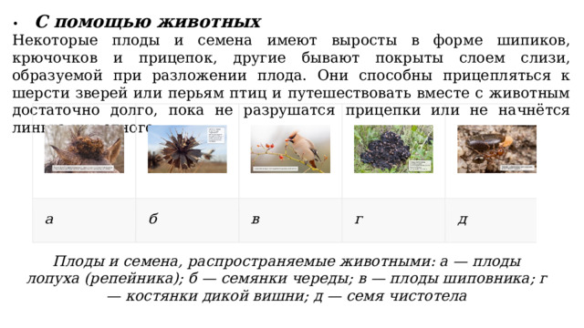 •  С помощью животных Некоторые плоды и семена имеют выросты в форме шипиков, крючочков и прицепок, другие бывают покрыты слоем слизи, образуемой при разложении плода. Они способны прицепляться к шерсти зверей или перьям птиц и путешествовать вместе с животным достаточно долго, пока не разрушатся прицепки или не начнётся линька животного. Плоды и семена, распространяемые животными: а — плоды лопуха (репейника); б — семянки череды; в — плоды шиповника; г — костянки дикой вишни; д — семя чистотела 