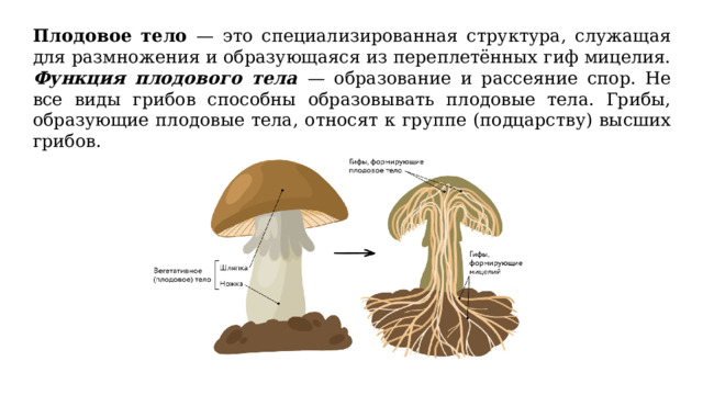 Состоит из мицелия образует плодовое тело. Грибы образующие плодовые тела. Плодовое тело.