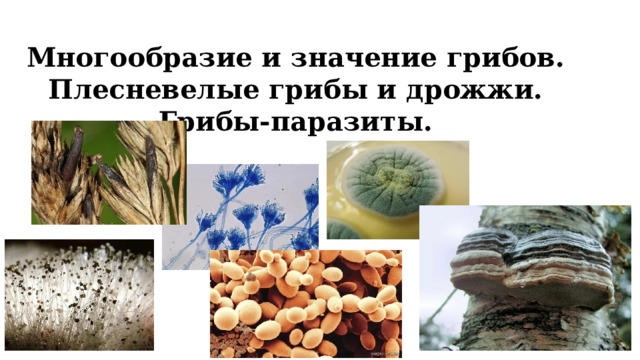 Многообразие и значение грибов. Плесневелые грибы и дрожжи. Грибы-паразиты. 