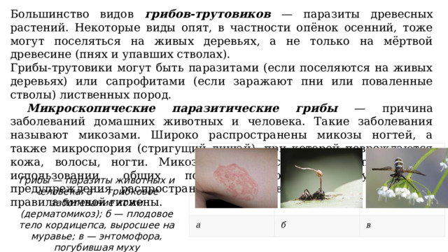 Большинство видов грибов-трутовиков — паразиты древесных растений. Некоторые виды опят, в частности опёнок осенний, тоже могут поселяться на живых деревьях, а не только на мёртвой древесине (пнях и упавших стволах). Грибы-трутовики могут быть паразитами (если поселяются на живых деревьях) или сапрофитами (если заражают пни или поваленные стволы) лиственных пород.  Микроскопические паразитические грибы — причина заболеваний домашних животных и человека. Такие заболевания называют микозами. Широко распространены микозы ногтей, а также микроспория (стригущий лишай), при которой повреждаются кожа, волосы, ногти. Микозы передаются бытовым путём, при использовании общих полотенец, одежды, обуви. Для предупреждения распространения микозов необходимо соблюдать правила личной гигиены. Грибы — паразиты животных и человека: а — грибковое заболевание кожи (дерматомикоз); б — плодовое тело кордицепса, выросшее на муравье; в — энтомофора, погубившая муху 