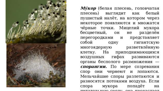 Му́кор (белая плесень, головчатая плесень) выглядит как белый пушистый налёт, на котором через некоторое появляются и множатся чёрные точки. Мицелий мукора бесцветный, он не разделён перегородками и представляет собой одну гигантскую многоядерную разветвлённую клетку. На приподнимающихся воздушных гифах развиваются органы бесполого размножения — спорангии. По мере созревания спор они чернеют и лопаются. Мельчайшие споры разлетаются и разносятся потоками воздуха. Если спора мукора попадёт на питательную среду, она прорастает и образует новый мицелий. 