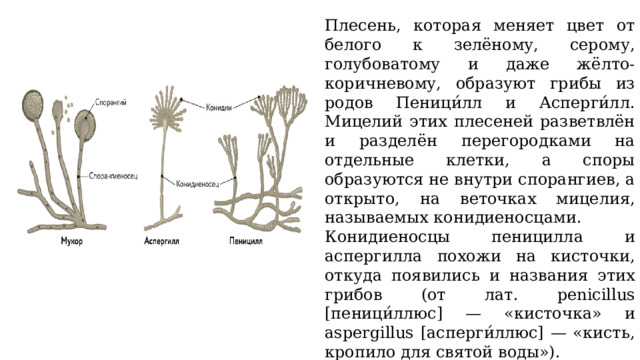 Плесень, которая меняет цвет от белого к зелёному, серому, голубоватому и даже жёлто-коричневому, образуют грибы из родов Пеници́лл и Асперги́лл. Мицелий этих плесеней разветвлён и разделён перегородками на отдельные клетки, а споры образуются не внутри спорангиев, а открыто, на веточках мицелия, называемых конидиеносцами. Конидиеносцы пеницилла и аспергилла похожи на кисточки, откуда появились и названия этих грибов (от лат. penicillus [пеници́ллюс] — «кисточка» и aspergillus [асперги́ллюс] — «кисть, кропило для святой воды»). 