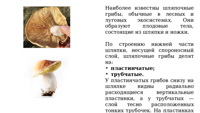 Плодовое тело шляпочного гриба образовано. Грибы образующие плодовые тела. Интересные факты о шляпочных грибах. Шляпка гриба спороносный слой. Шляпочные грибы состоят из шляпки