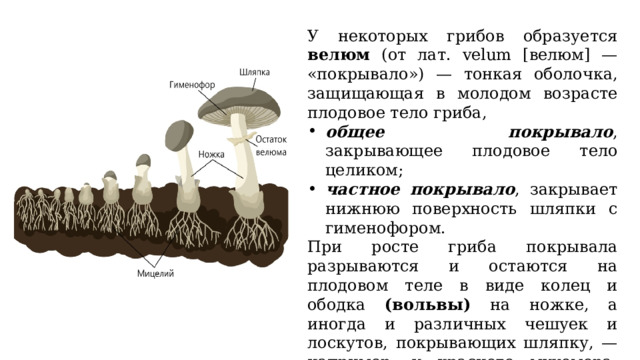 Плодовое тело подземного гриба