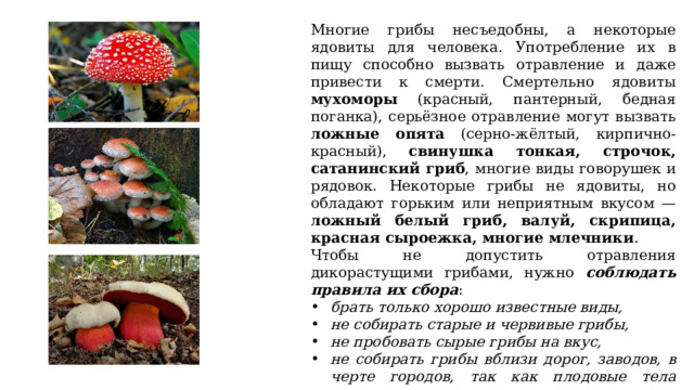 Какой тип питания характерен для мухомора пантерного изображенного на рисунке 1 обоснуйте свой ответ