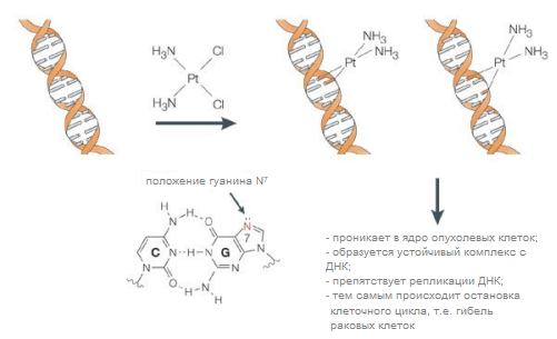 Проектная деятельность обучающихся. Комплексные соединения и их ...