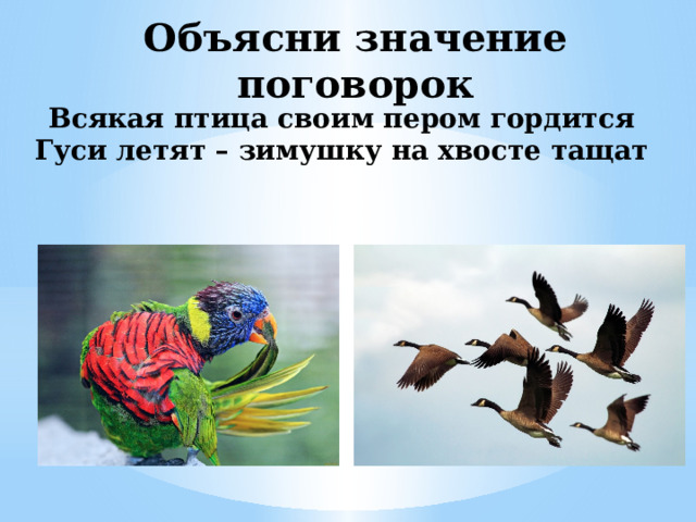 Объясни значение поговорок Всякая птица своим пером гордится Гуси летят – зимушку на хвосте тащат 