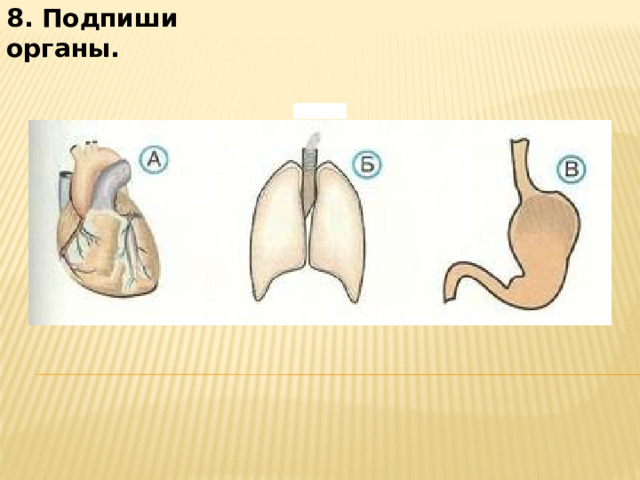 8. Подпиши органы.           