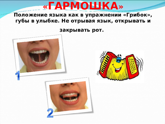  « ГАРМОШКА »  Положение языка как в упражнении «Грибок», губы в улыбке. Не отрывая язык, открывать и закрывать рот.  