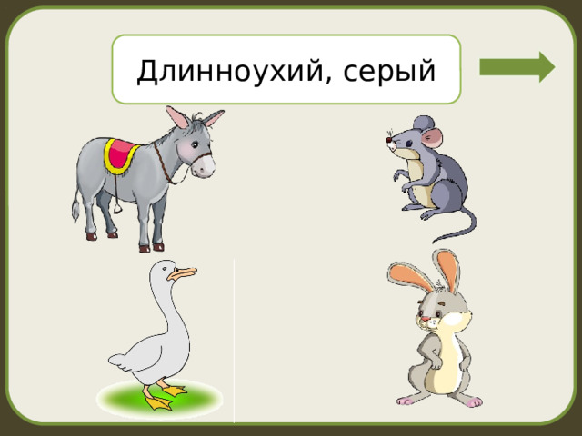 Длинноухий, серый 
