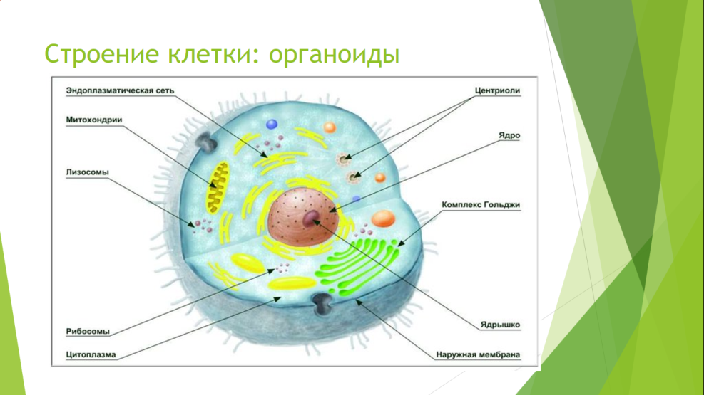 Нарисуй любые клетки подпиши какому живому организму они принадлежат