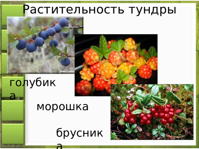 Морошка природная зона