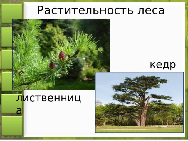 Где растет лиственница природная зона. В какой природной зоне растет лиственница. Кедр природная зона 4 класс. Растительность природных зон России. В каких природных зонах встречается лиственница.