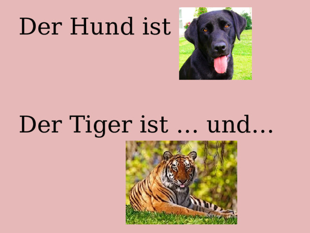 Der Hund ist … Der Tiger ist … und… 