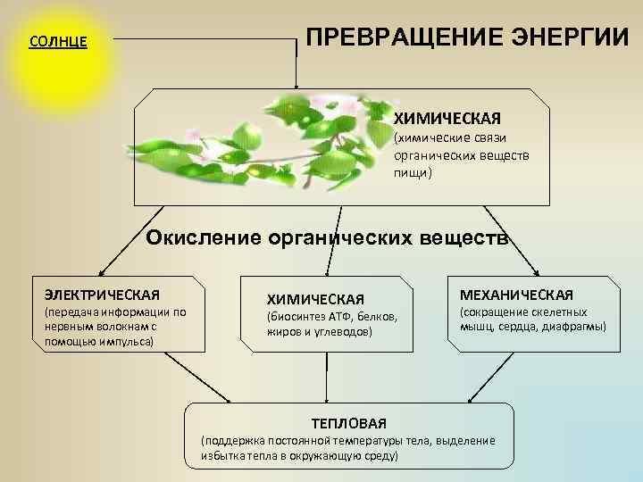 Что такое схема по биологии