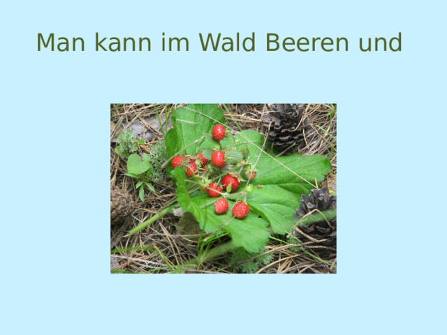 Man kann im Wald Beeren und 