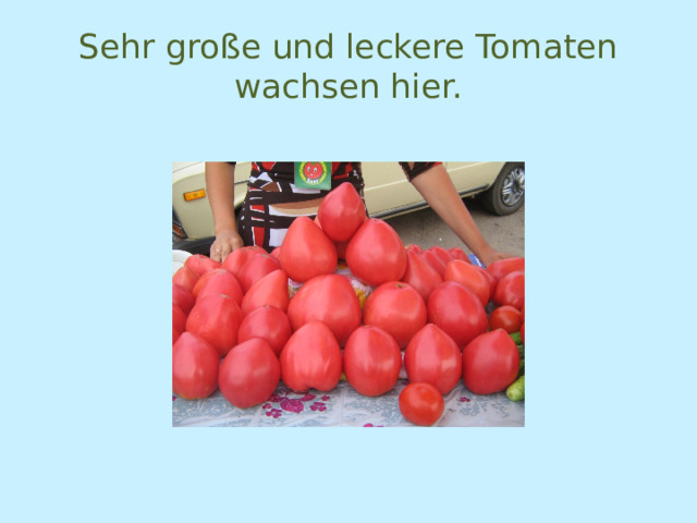 Sehr große und leckere Tomaten wachsen hier. 