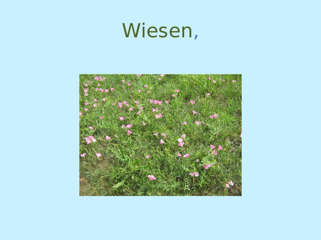 Wiesen , 